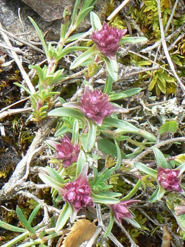 Thymus striatus subsp. ophioliticus